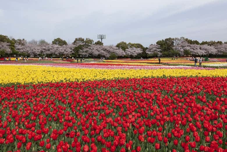 Kintetsu Rail Pass - photo 2