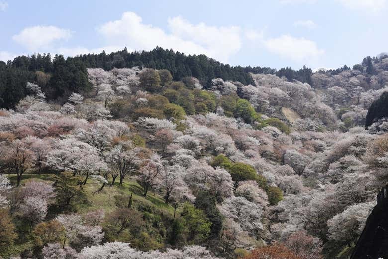 Kintetsu Rail Pass - photo 5