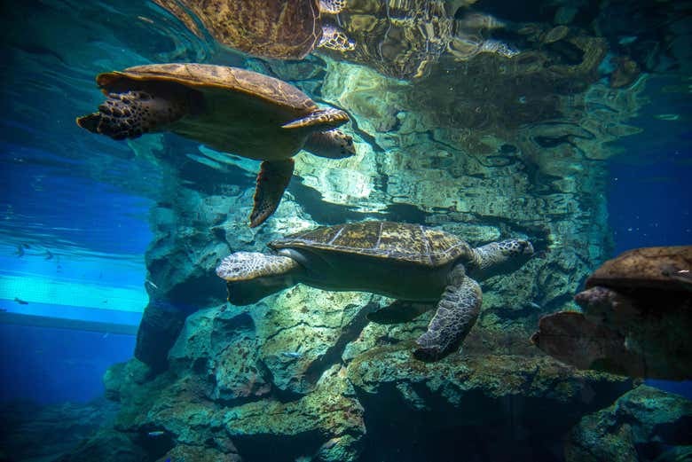 LEGOLAND® Japan Ticket - photo 8