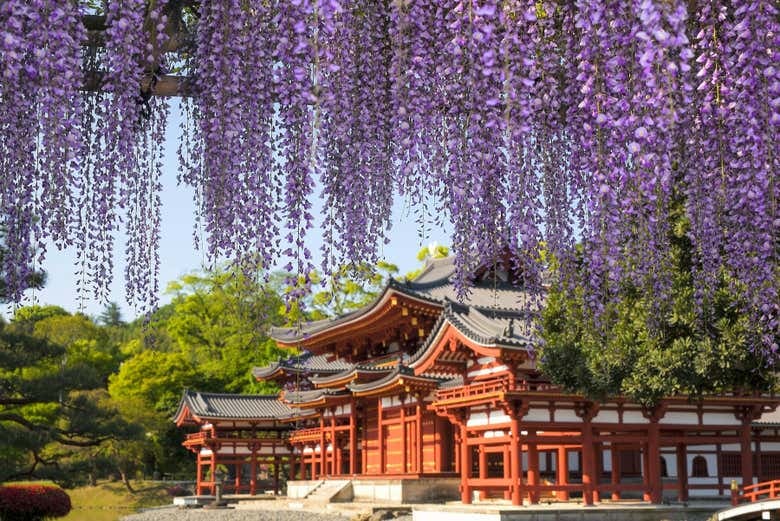 Nara & Uji Day Trip - photo 7